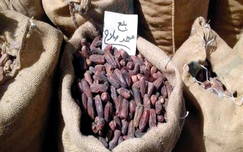 «بلح محمد صلاح» أحد أغلى أنواع التمور في القاهرة. من المصدر