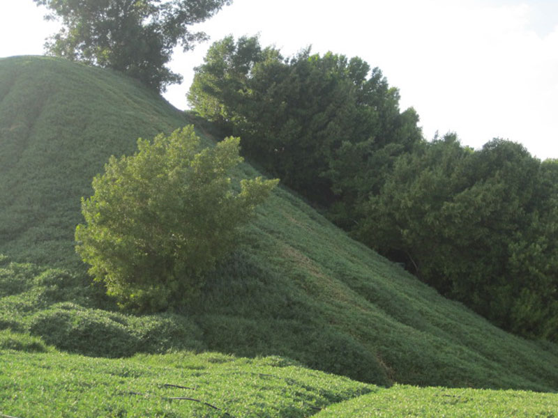 تصوير سماح حميد