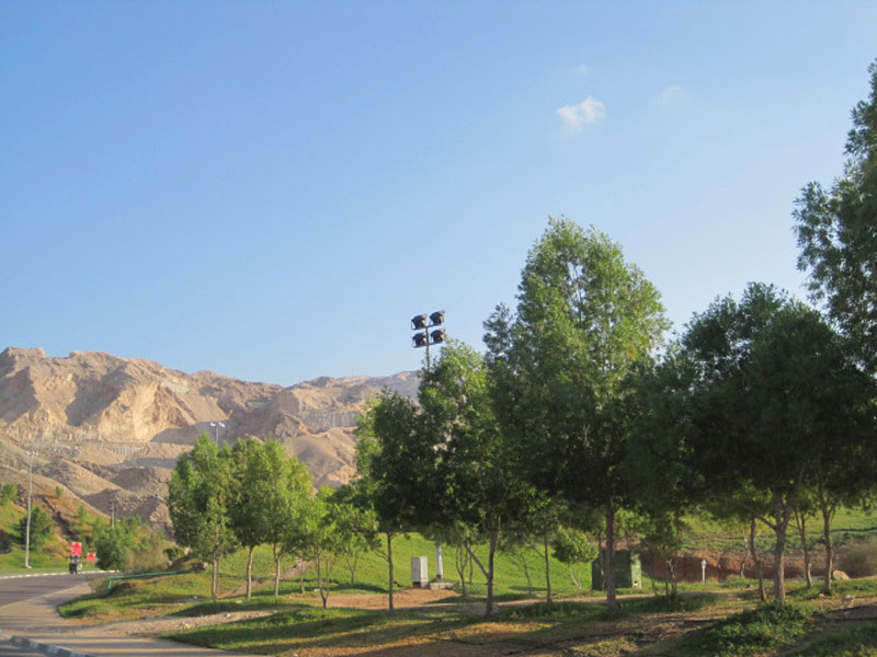 أشجار المبزرة تقف شامخة أمام هيبة جبل حفيت. تصوير سماح حميد