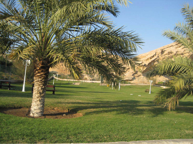 هواء عليل  في ظل أشجار العين. تصوير سماح حميد