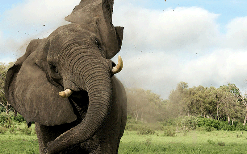 بالفيديو.. جنون علمي يسابق انقراض الفيل!
