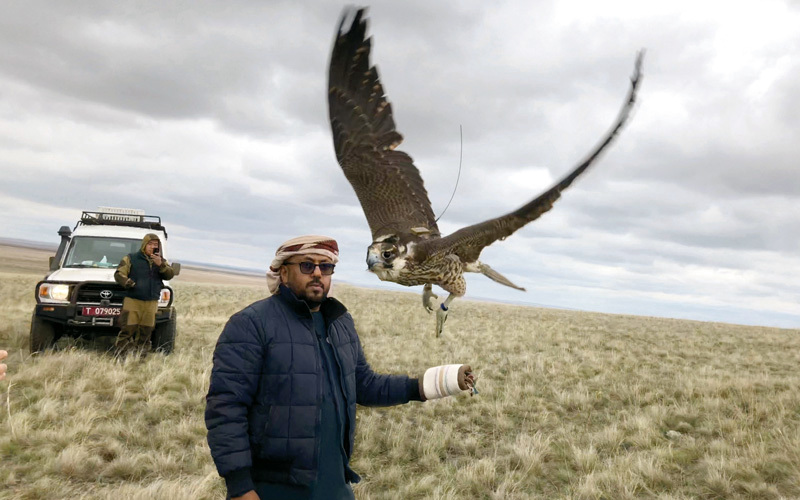 صقور الإطلاق تضم 40 صقراً من نوع «شاهين» و28 صقراً «حر».  وام