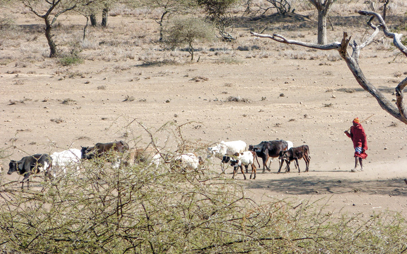 رعاة الماساي طُردوا من المراعي لمصلحة شركات السياحة. أرشيفية
