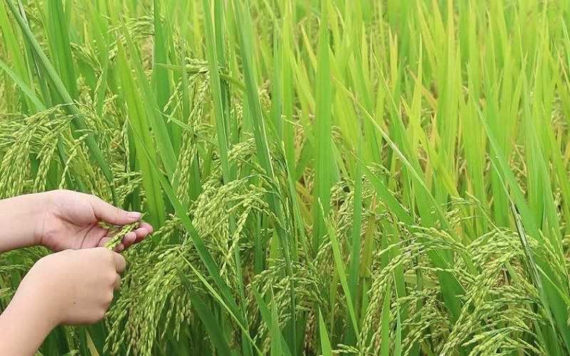 مادة تتسلل في التربة إلى الأرز تسبب السرطان!