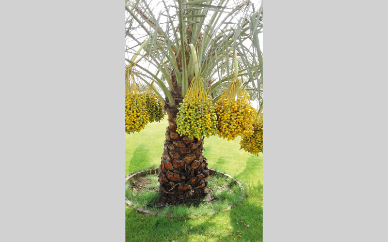 مرحلة البسر تستمر من 3 إلى 5 أسابيع. الإمارات اليوم