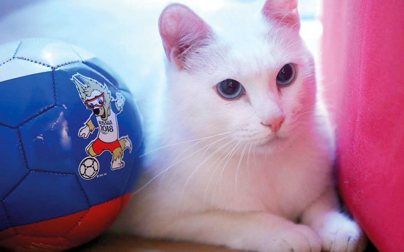 القط الروسي «أخيل» معتمد رسمياً لـ«تنبؤات المونديال». من المصدر