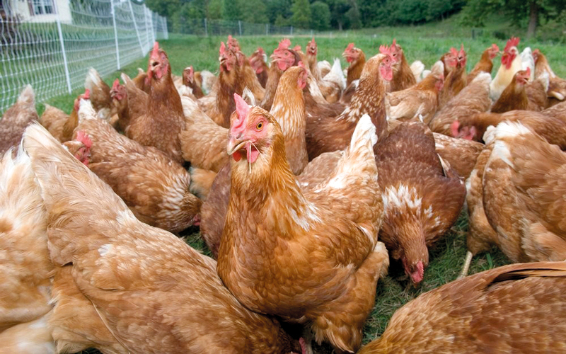 الحظر يشمل كل أنواع الطيور الحية الداجنة والبرية وطيور الزينة. أرشيفية