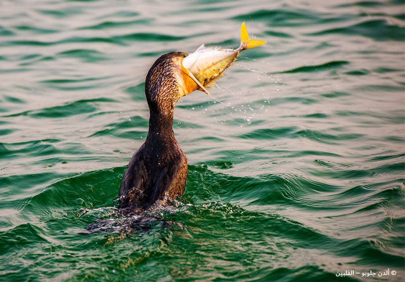 ألدن جلوبو - الفلبين