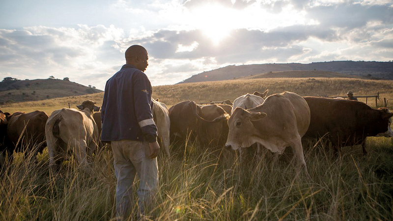 ميسمانغا وسط قطيعه من الأبقار في المزرعة الخاصة به. غيتي