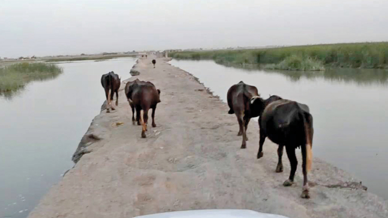 مسؤولون في منطقة الأهوار قالوا إنهم سجلوا أكثر من 30 حالة نفوق لجاموس خلال الشهر الماضي.
أرشيفية