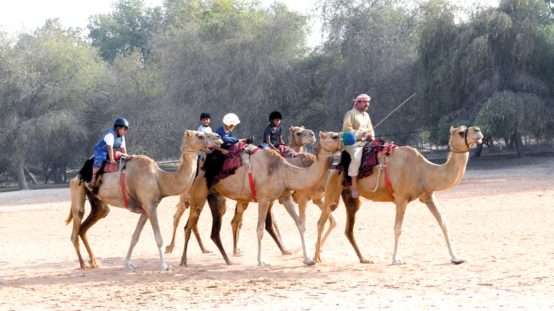 الطلاب تلقوا شرحاً عملياً عن فلق المحار ومارسوا أنشطة الهجن والفروسية.

من المصدر