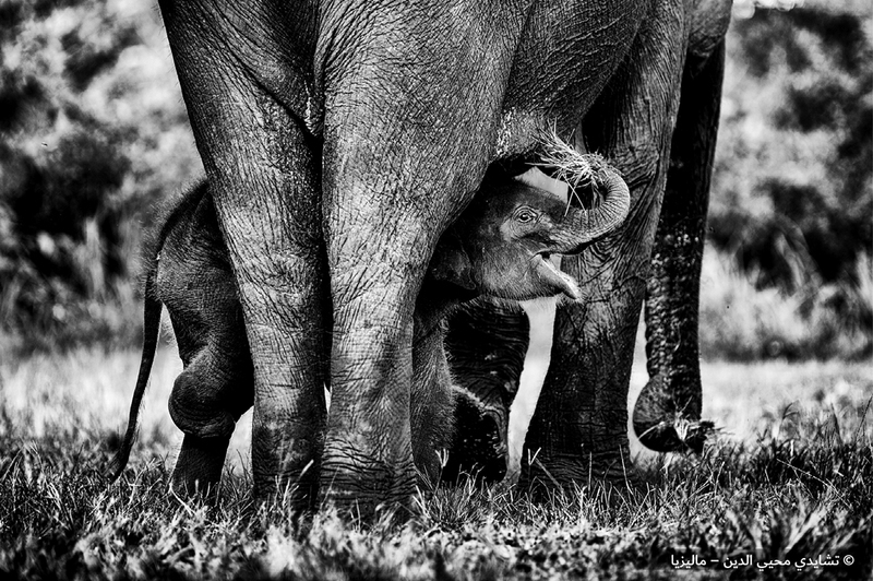 تشايدي محيي الدين - ماليزيا