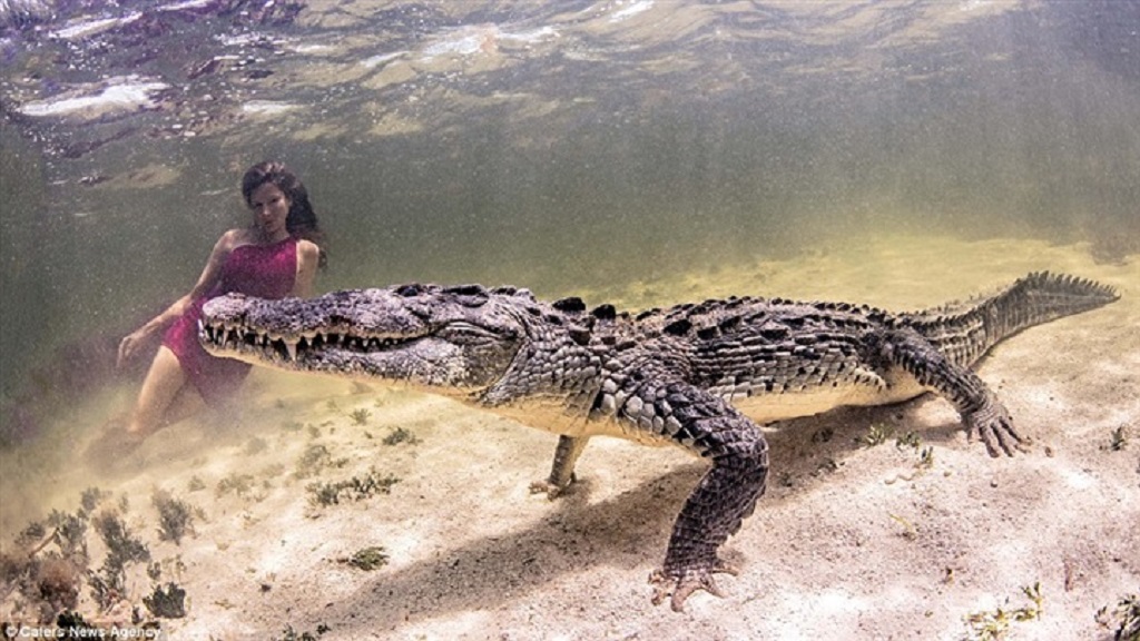 بالصور..عارضة ازياء تغامر بحياتها مع تمساح