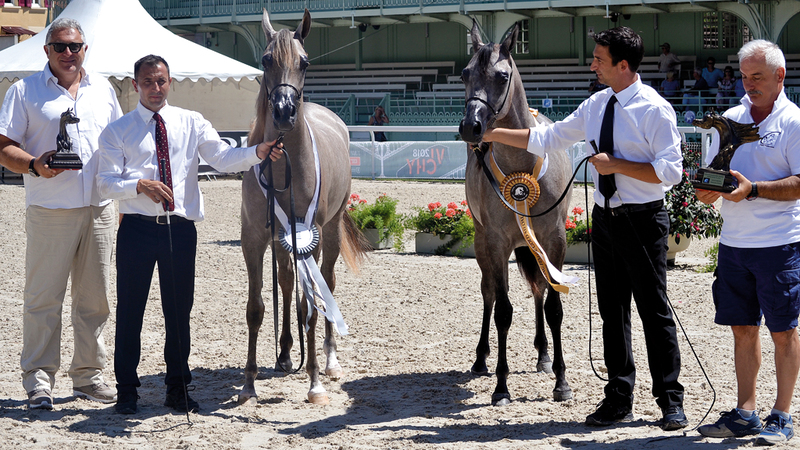 مربط دبي ينتزع الذهب والفضة في «فيتشي الدولية لجمال الخيول»
