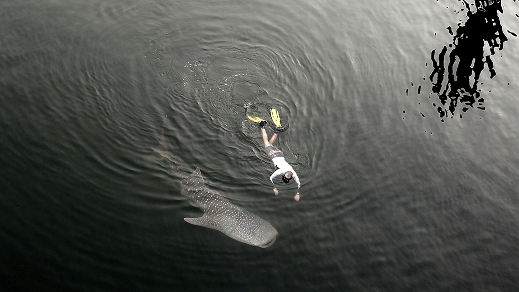 بالفيديو.. إنقاذ سمكة قرش تاهت في خور دبي
