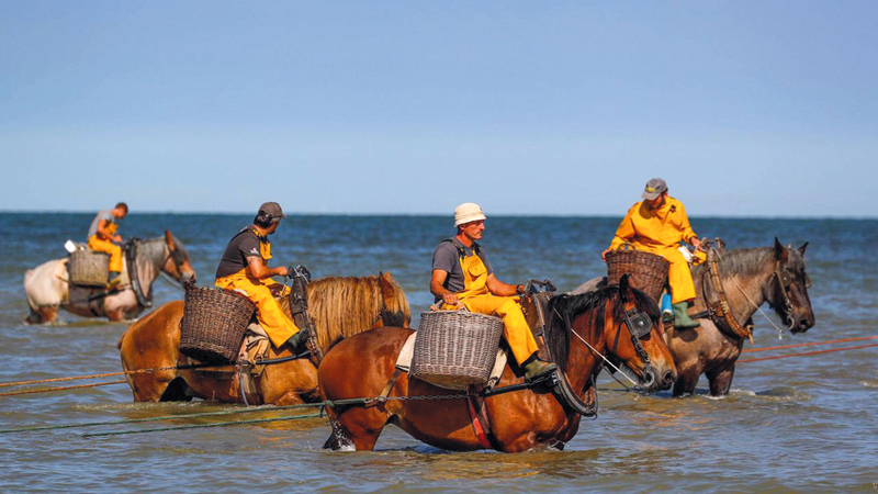 الصيد بالجياد في البحر مصدر جذب للسياح رويترز