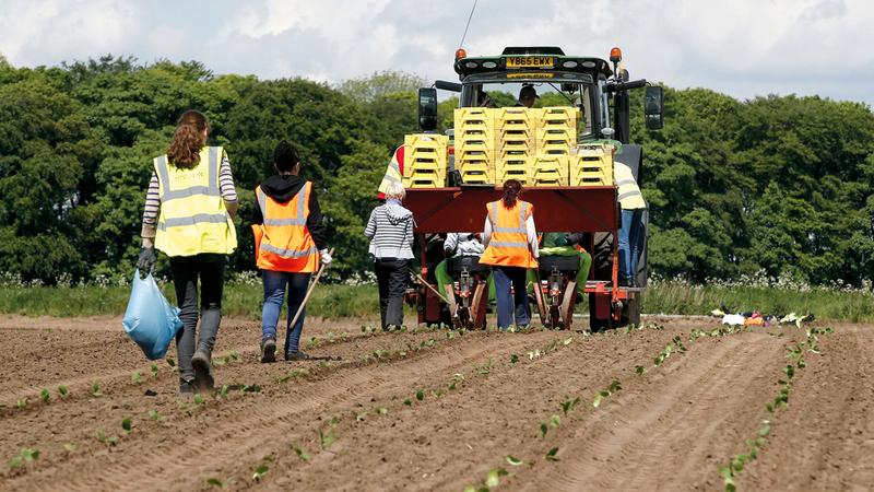 المزارعون في بريطانيا يستخدمون وسائل بدائية لمكافحة اللصوص