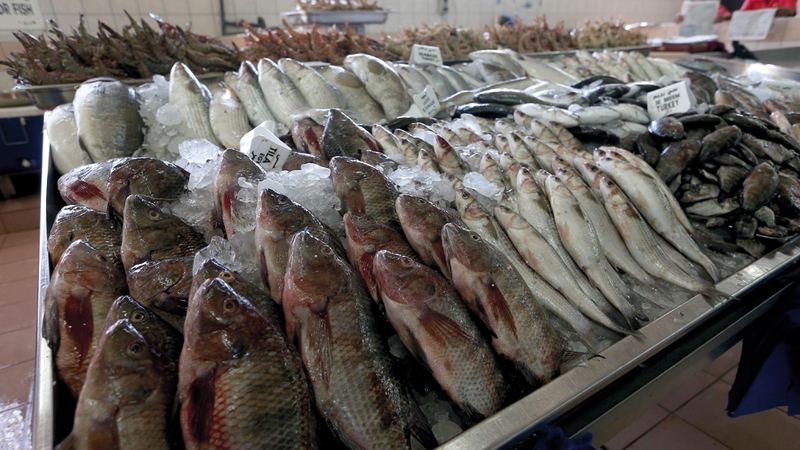 «بيئة أبوظبي» تتخذ 14 إجراءً لإيقاف استنزاف الثروة السمكية