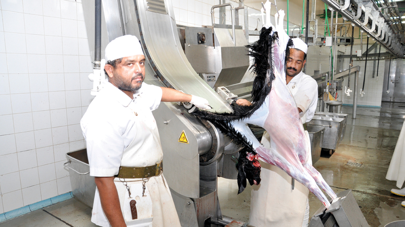 المسلخ المركزي في الشارقة يتميز ببيئة نظيفة وملائمة للذبح. أرشيفية