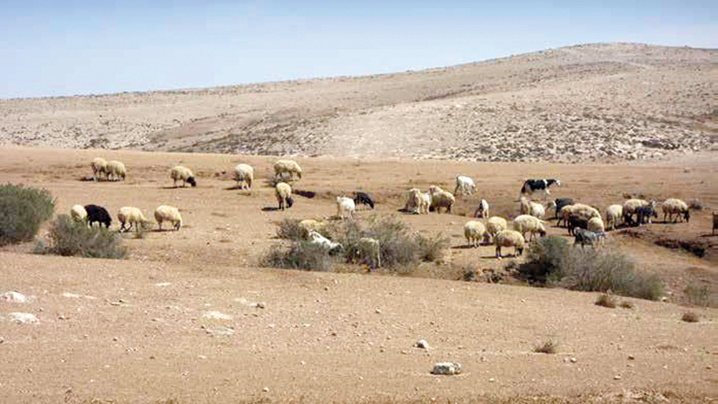 ملوحة التربة وراء هجر 8000 مزرعة في أبوظبي