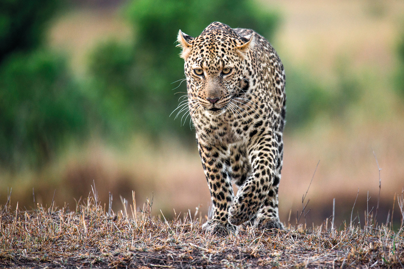 محمود البلوشي - عُمان
