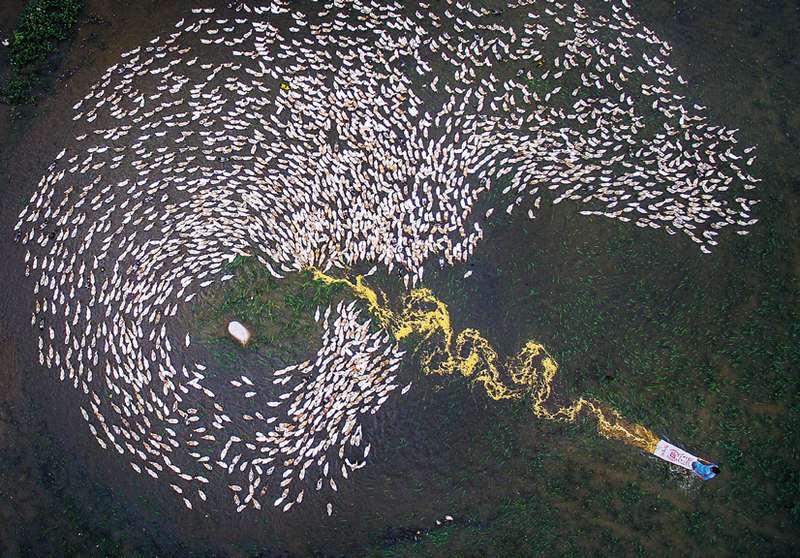 هينغ زونغ - فيتنام