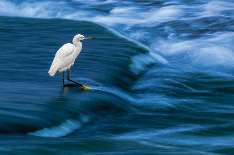 محمد مراد - الكويت