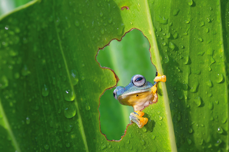 ديكي أويسين - إندونيسيا