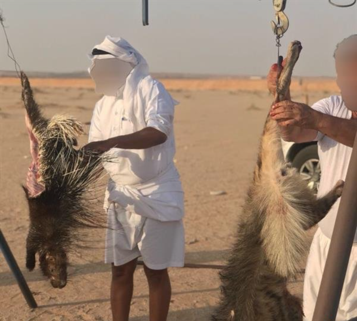 السلطات السعودية تلاحق صيادين قتلوا ضبعاً وأكلوه