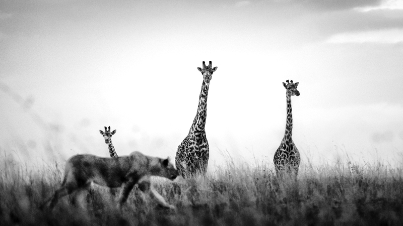 حسين حكيم الفريد - السعودية