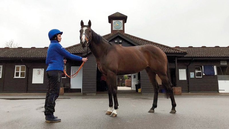 يخضع منتسبو برنامج مسار إلى دورات تحت إشراف نخبة من مدربي الخيل. من المصدر