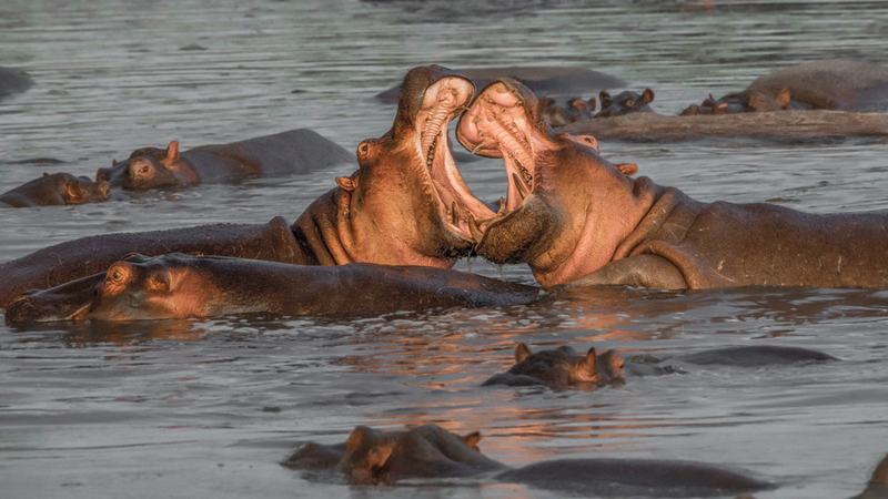 براديب كومار - الهند