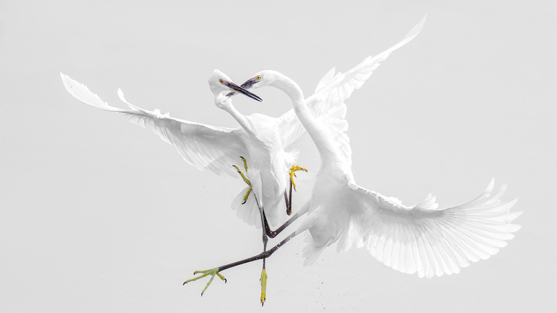 حمد بورسلي - الكويت