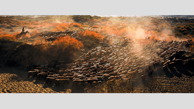 داو هونغ - الصين