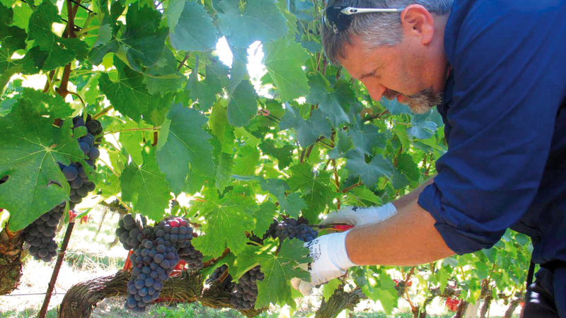 سائح يقطف العنب.  أرشيفية