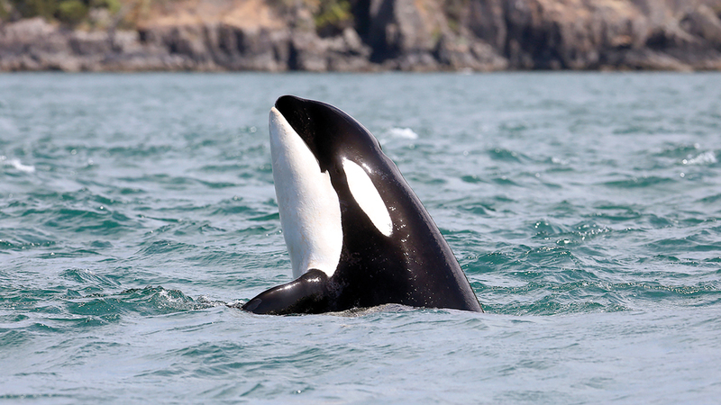 الحيتان القاتلة تواجه انخفاضاً بسبب «بي.سي.بي»