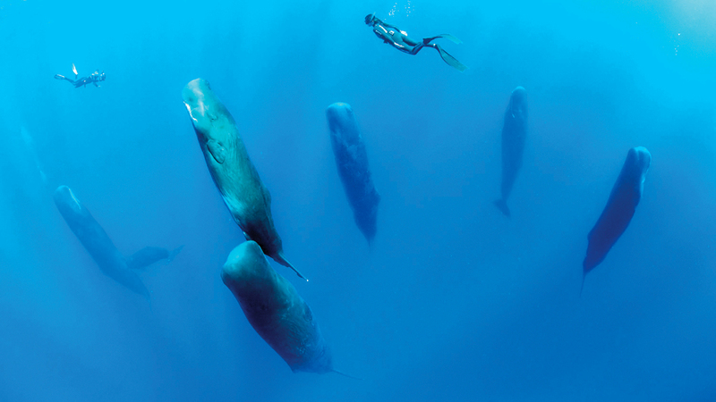 فرانكو بانفي - سويسرا