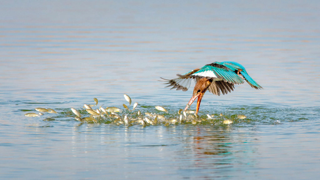 مالك الهزاع - الكويت