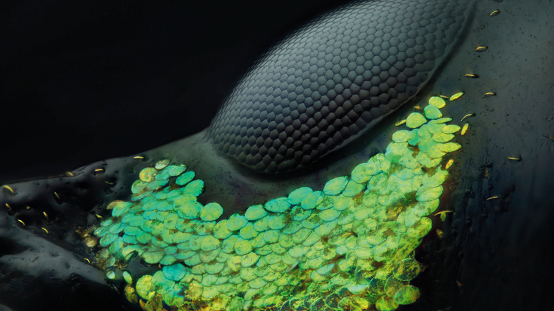 الصورة الفائزة