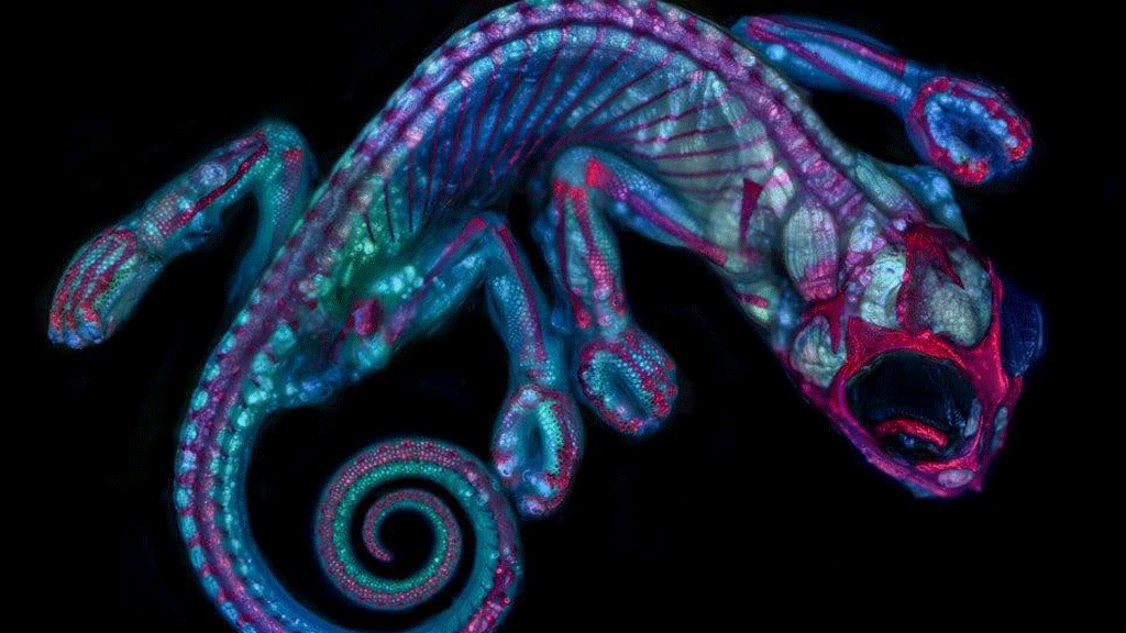 جنين الحرباء