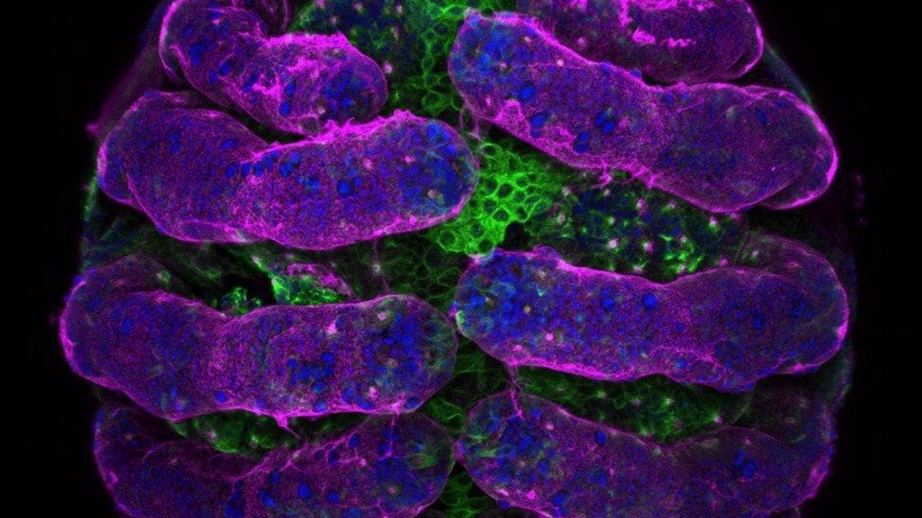 بيضة العنكبوت