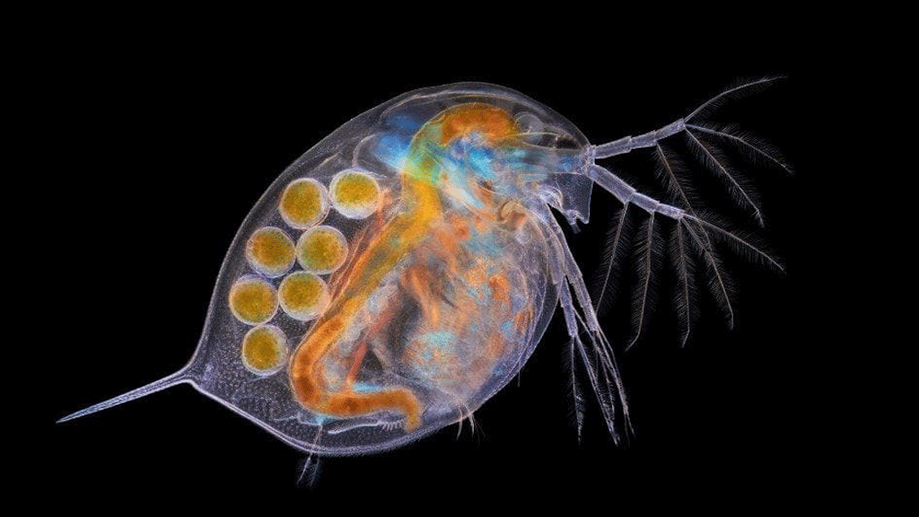 برغوث الماء