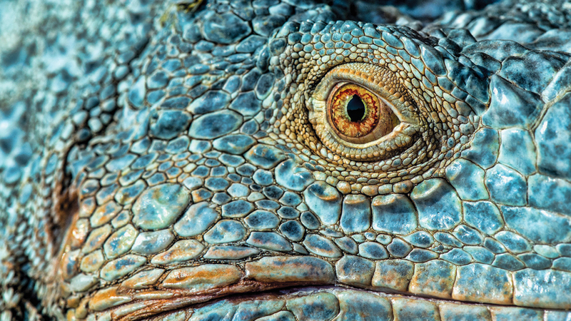 جهاد عدنان – لبنان