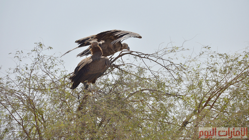 تحتضن محمية المرموم الكثير من الحيوانات والطيور النادرة ومنها النسر الاصلع، ويسمى النسر الاصلع باللهجة المحلية (أُذُون) والمعروف عن هذه الطيور التهامها لجيف الحيوانات.