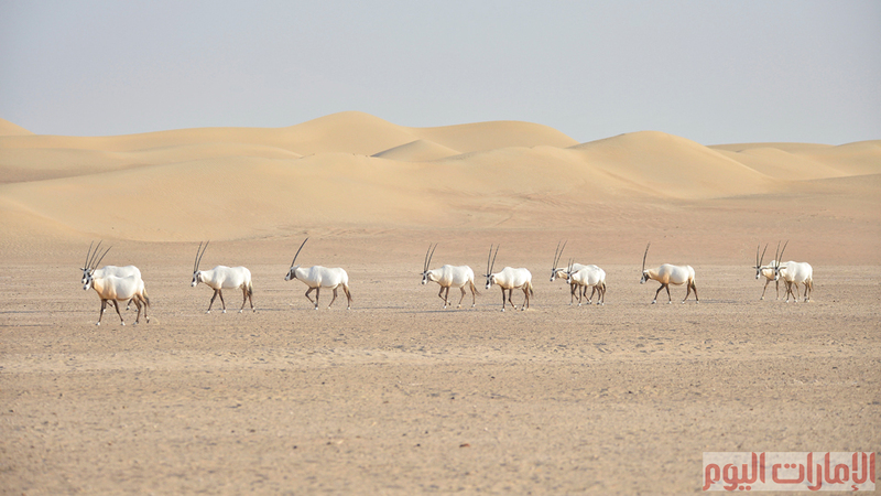 المها العربي ( الوضيحي ) كما يسمى باللهجة المحلية الإماراتية، وهي حيوانات اجتماعية تتكيف مع طبيعة الصحراء الحارة والجافة، تعد هذه الحيوانات شبه منقرضة في شبه الجزيرة العربية،