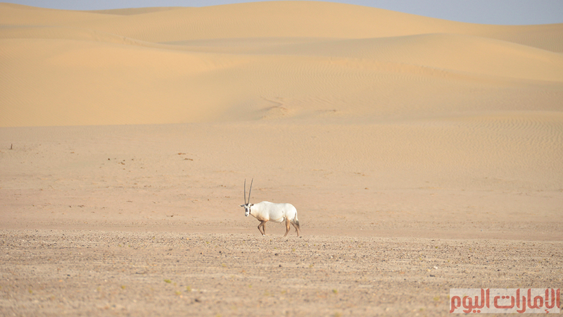 ولكن عمليات استقدامها زادت من أعدادها، ويتميز شكل الوضيحي باللون الأبيض الثلجي الذي يعكس بدوره الحرارة، والقرون الطويلة السوداء والخطوط الداكنة على وجهها .
