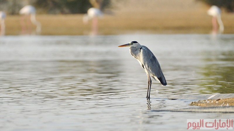 ويرجع الاعتقاد لسبب تسمية الطائر بالمالك الحزين لهيئته، فهو لا يفارق المسطح المائي الذي يعيش فيه حتى لو جفت مياهه ويقف أمامه مطأطئ الرأس.