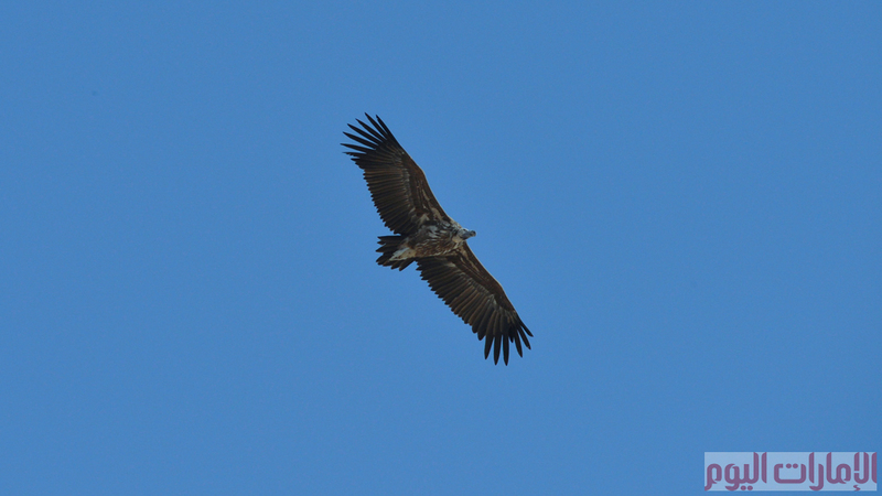 تصوير يوسف الهرمودي