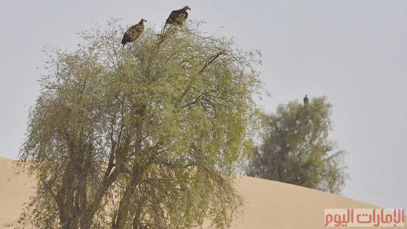 كانت هذه الطيور متواجدة في الدولة بكثرة ولكن بعد التمدن وتدورير بقايا الحيوانات والجيف تناقصت اعدادها بشكل كبير، وقامت العديد من الجهات المعنية بجهود كبيرة لحماية هذه الطيور من الانقراض