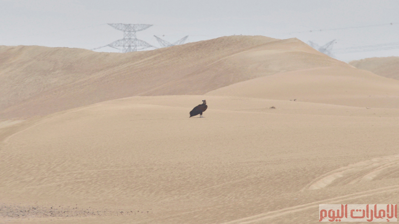 يمكن ملاحظة اعداد كبيرة منها في العديد من المحميات منها محمية المرموم الصحراوية.